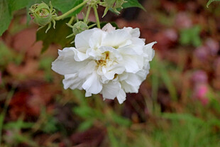 白色木芙蓉花