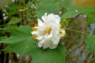 白色木芙蓉花