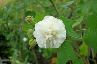 白色木芙蓉花