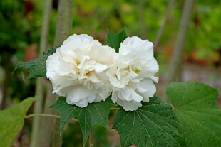 白色木芙蓉花