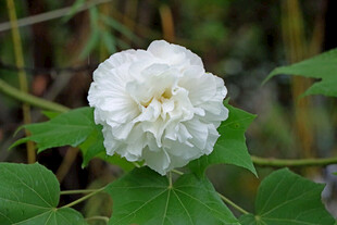 白色木芙蓉花