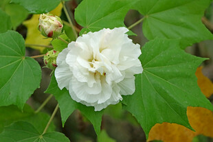 白色木芙蓉花