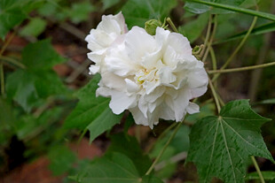 白色木芙蓉花