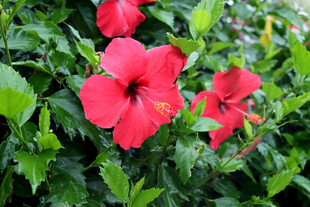 扶桑花