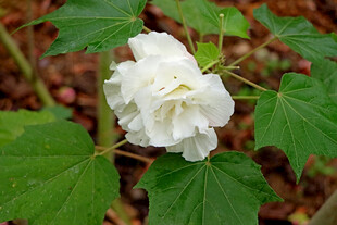 白色木芙蓉花