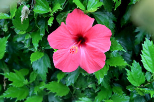 扶桑花