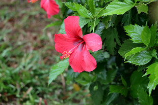 扶桑花 
