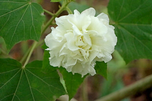 白色木芙蓉花