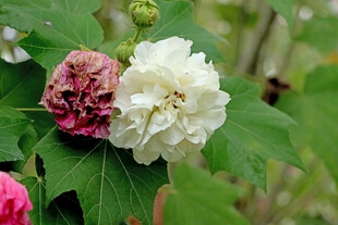 白色木芙蓉花