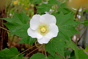 白色木芙蓉花