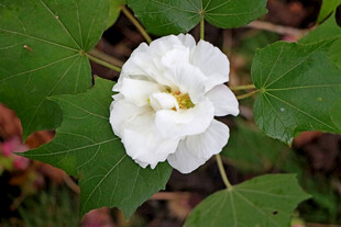 白色木芙蓉花