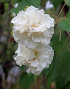 白色木芙蓉花
