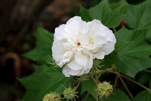 白色木芙蓉花