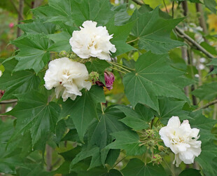 白色木芙蓉花