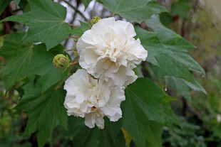 白色木芙蓉花