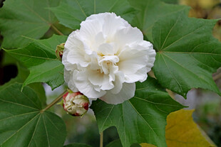 白色木芙蓉花