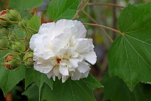 白色木芙蓉花