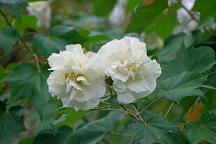 白色木芙蓉花