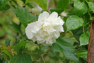 白色木芙蓉花
