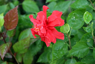 扶桑花