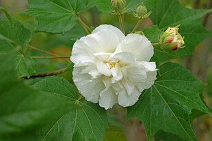 白色木芙蓉花