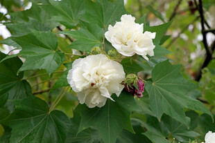 白色木芙蓉花
