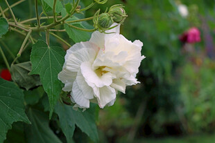 白色木芙蓉花