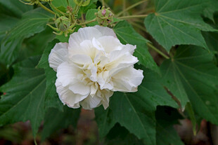 白色木芙蓉花