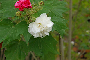 白色木芙蓉花