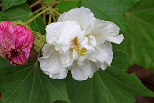 白色木芙蓉花