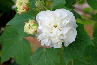白色木芙蓉花