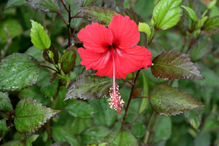 扶桑花
