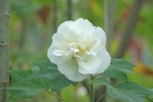 白色木芙蓉花