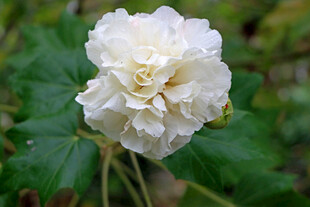 白色木芙蓉花