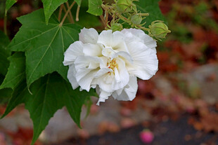 白色木芙蓉花