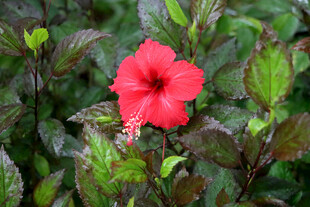扶桑花