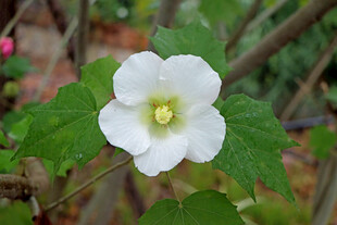 白色木芙蓉花