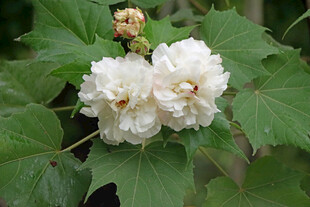 白色木芙蓉花