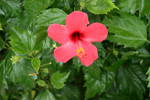 扶桑花