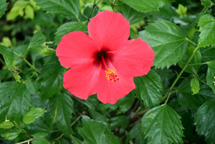 扶桑花