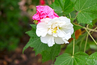 白色木芙蓉花