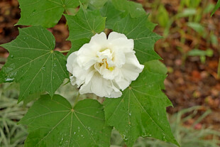白色木芙蓉花
