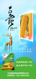 白露