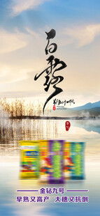 白露