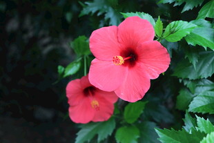 扶桑花