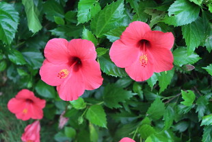 扶桑花