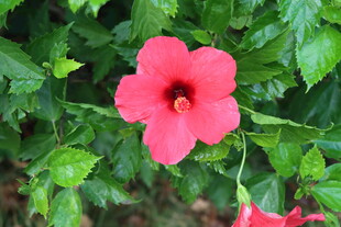 扶桑花