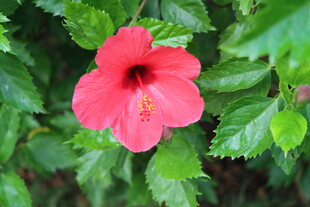 扶桑花