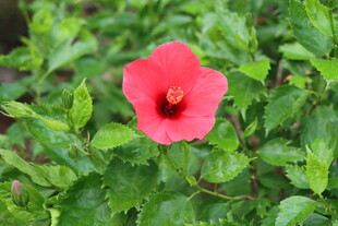 扶桑花
