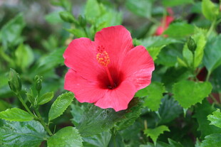 扶桑花